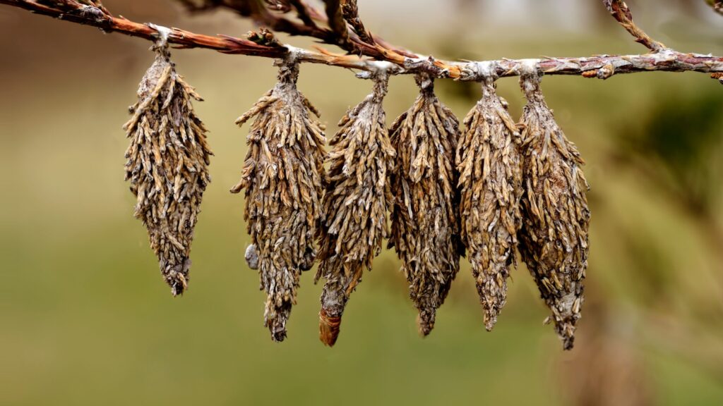 Cocoons of the Bagworm moth (Thyridopteryx ephemeraeformis of the Psychidae family) on a branch of eastern red cedar 