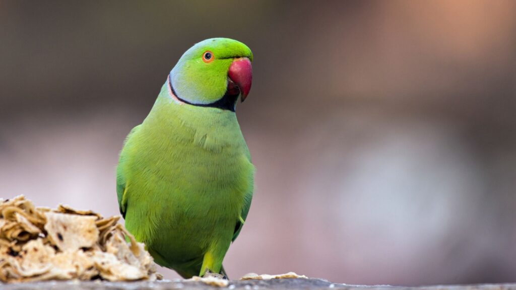 The rose-ringed parakeet, also known as the ring-necked parakeet, is a medium-sized parrot in the genus Psittacula, of the family Psittacidae