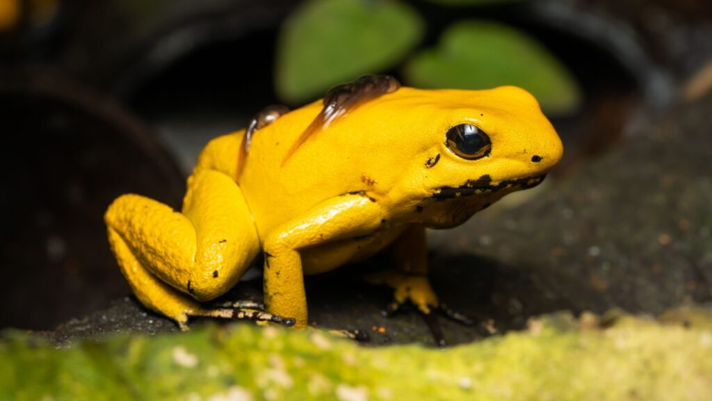 golden poison frogs