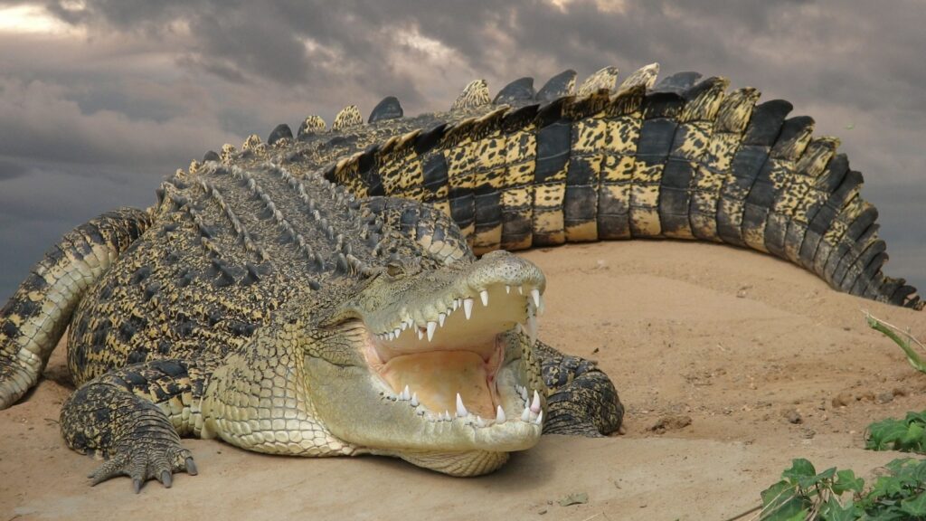 salt water crocodile