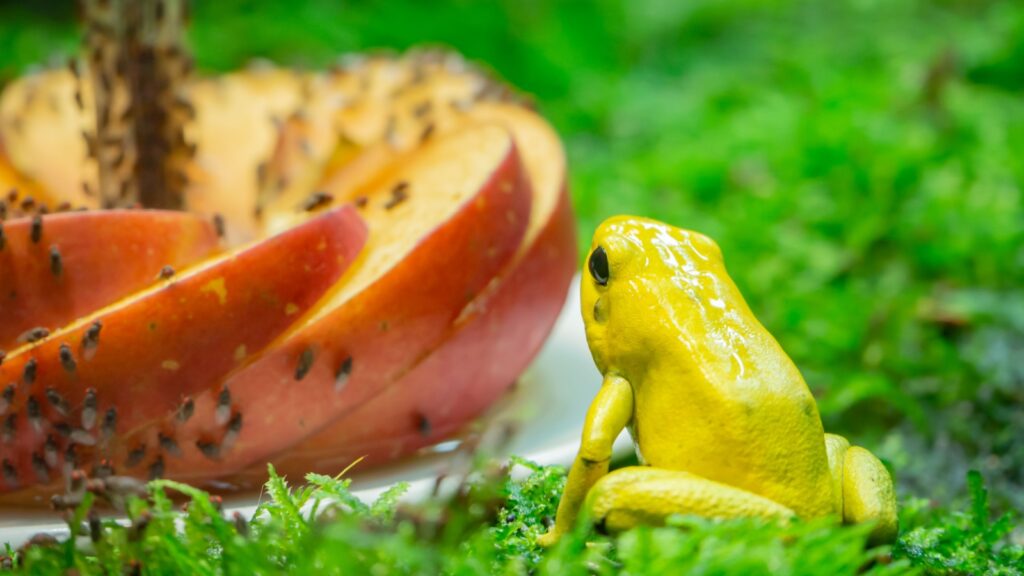 Golden poison dart frogs are starring at the flies on apples and on glue sticks and prepare to eat them