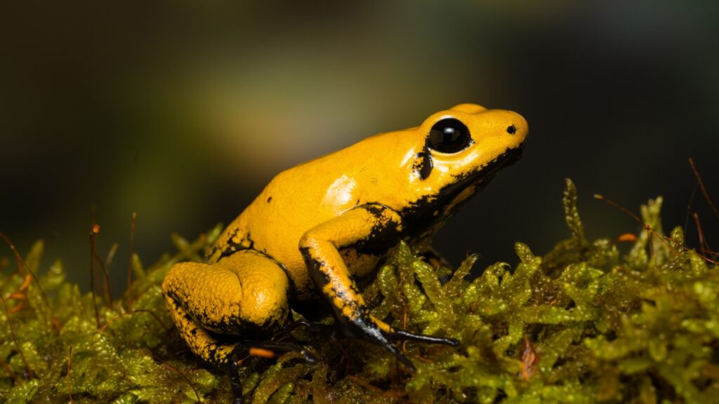 golden poison frog