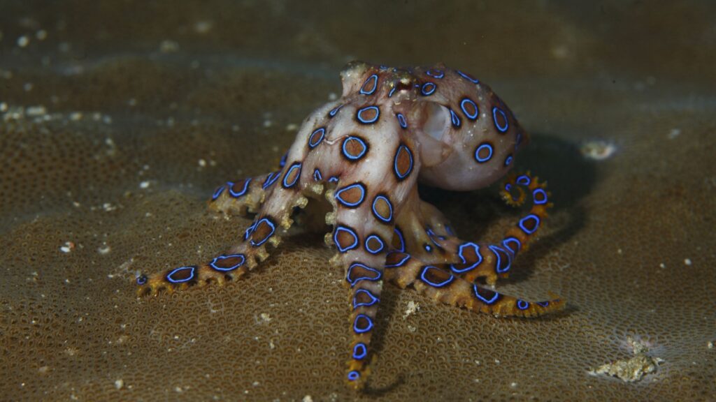 Blue ringed octopus