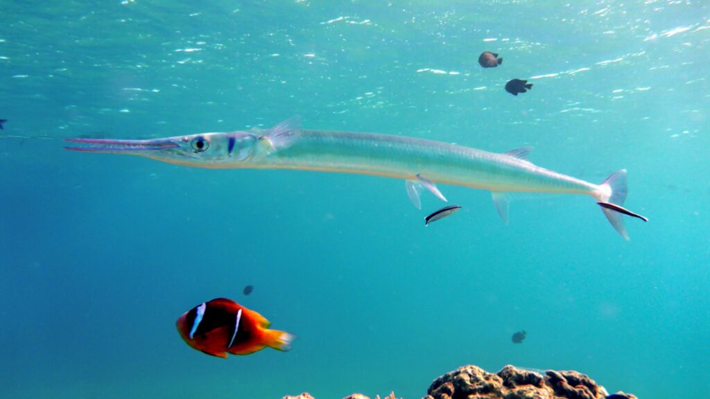 needlefish