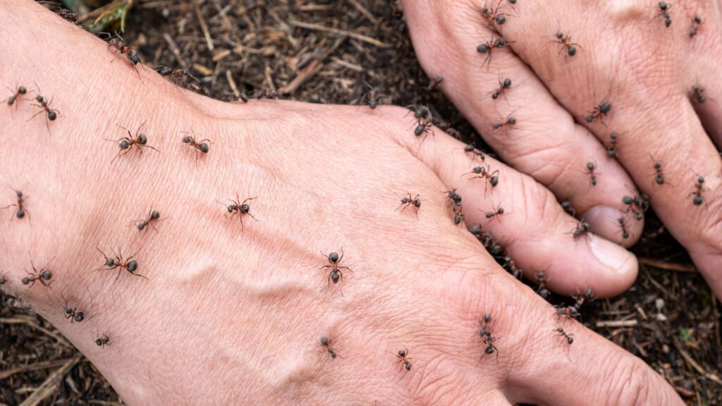 Bullet ant on a hand