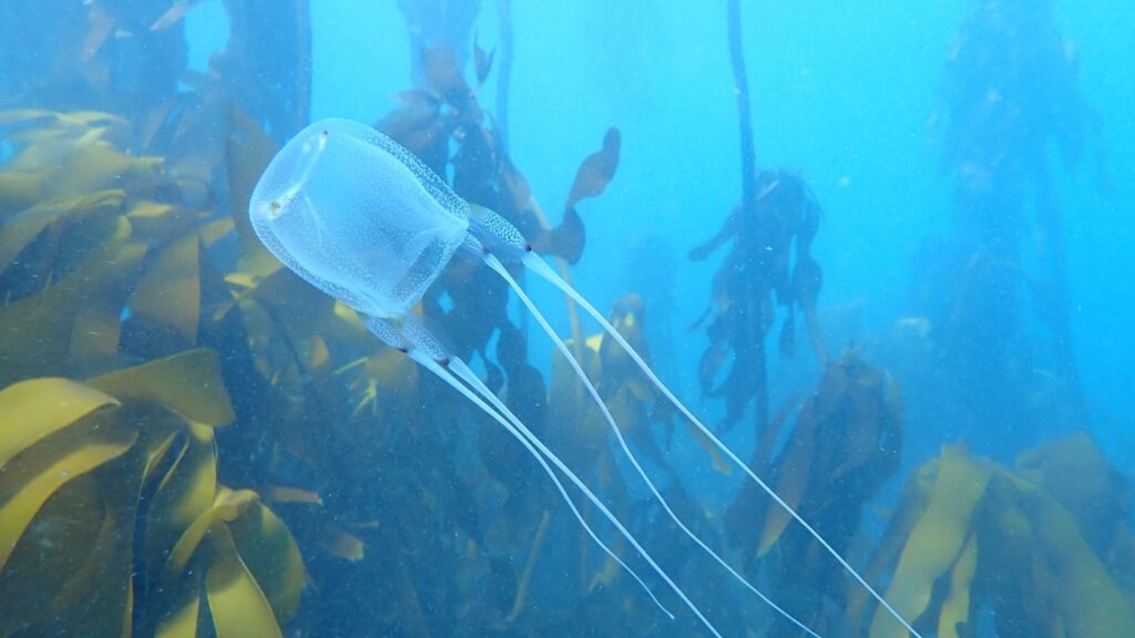 box jellyfish