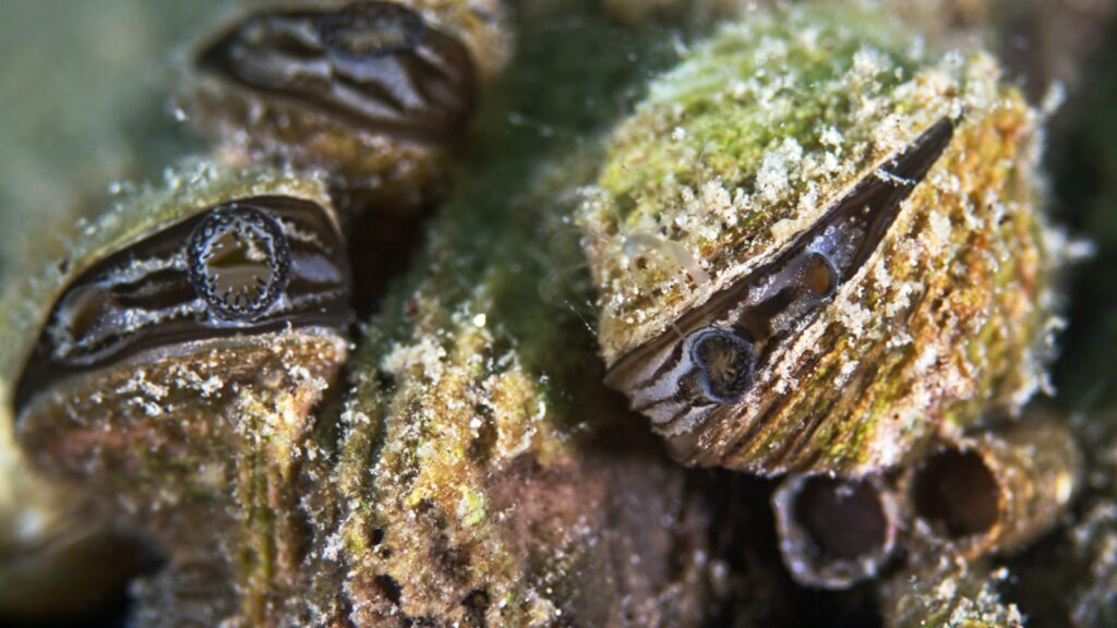 Zebra Mussel