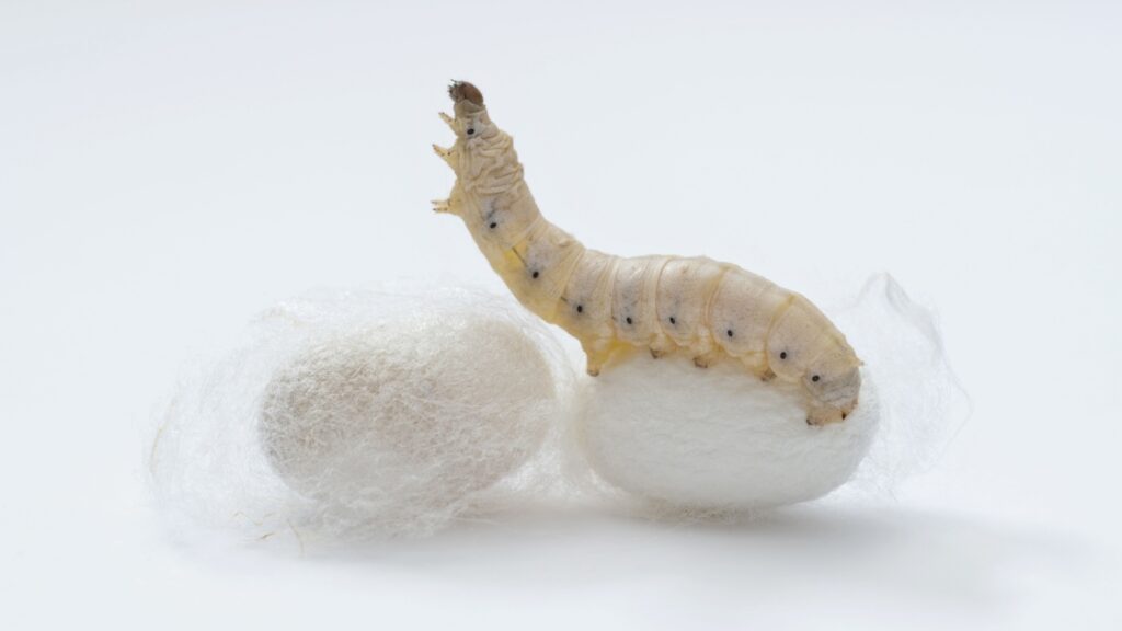 Silkworm make cocoon on white background.