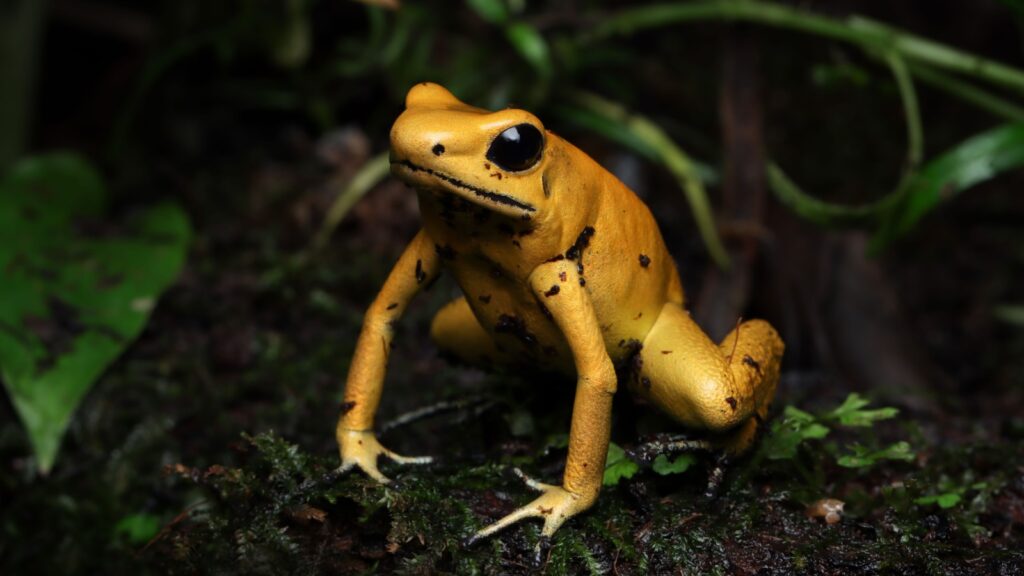 golden poison frog