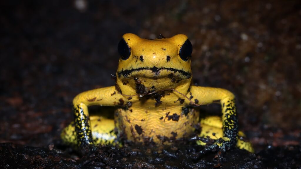 golden poison frog