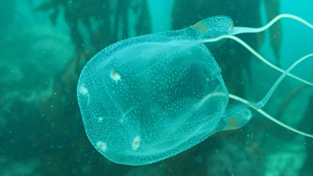 box jellyfish