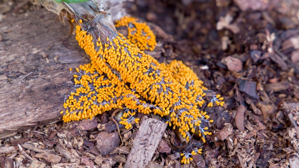  Leocarpus fragilis slime mold on the trunk of a garden hydrangea.