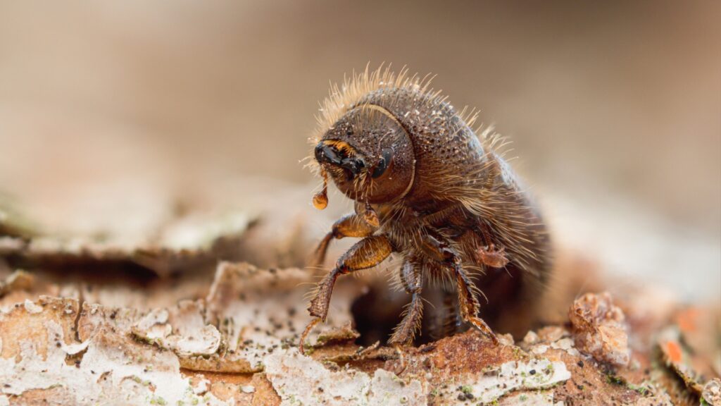 Detailed macro shot of a bark beetle (Ips typographus) sitting on the bark of a spruce tree.