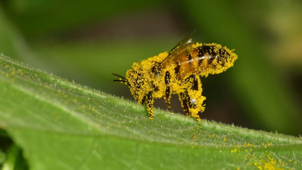 Close up shot of a honey bee covered in pollen from a pumpkin flower.