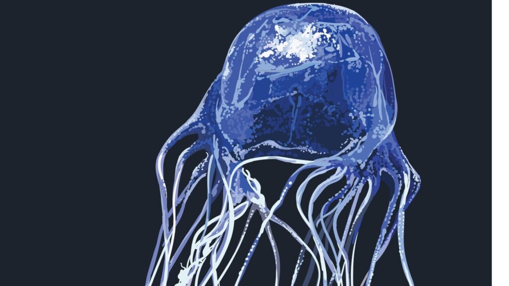 box jellyfish