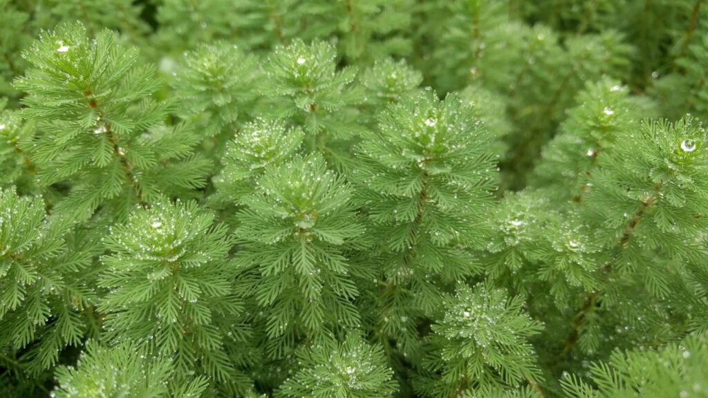 Parrot's feather aquatic plant