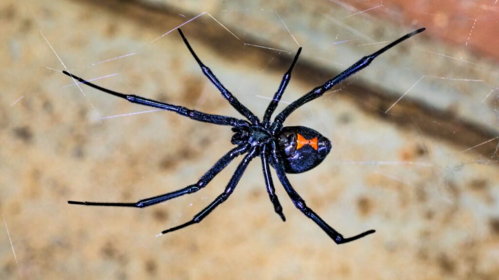 Black Widow Spider