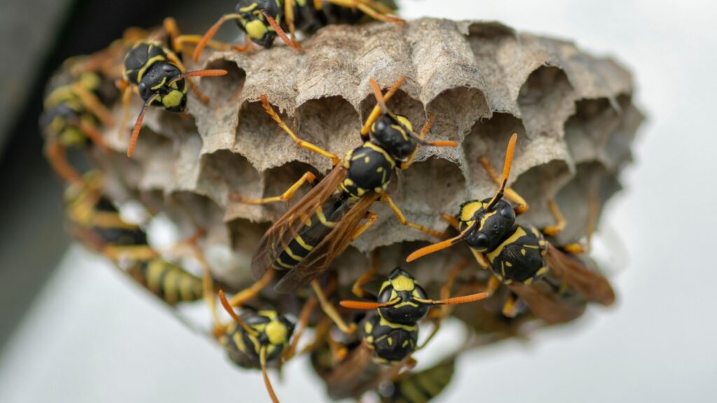 European wasp (Vespula germanica) building a nest to start a new colony.