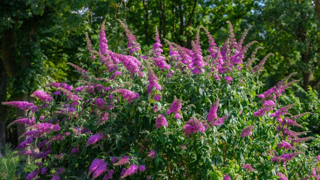 Buddleia