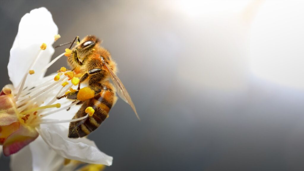 A honey bee collects pollen and nectar on a peach blossom.