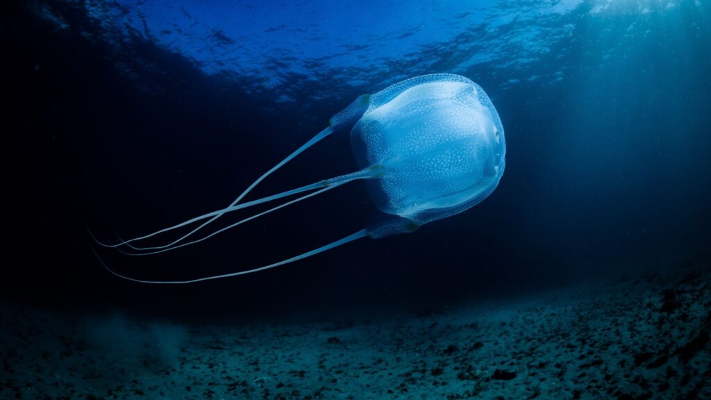 Box Jellyfish