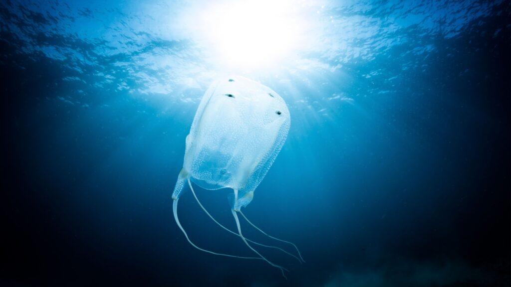 box jellyfish