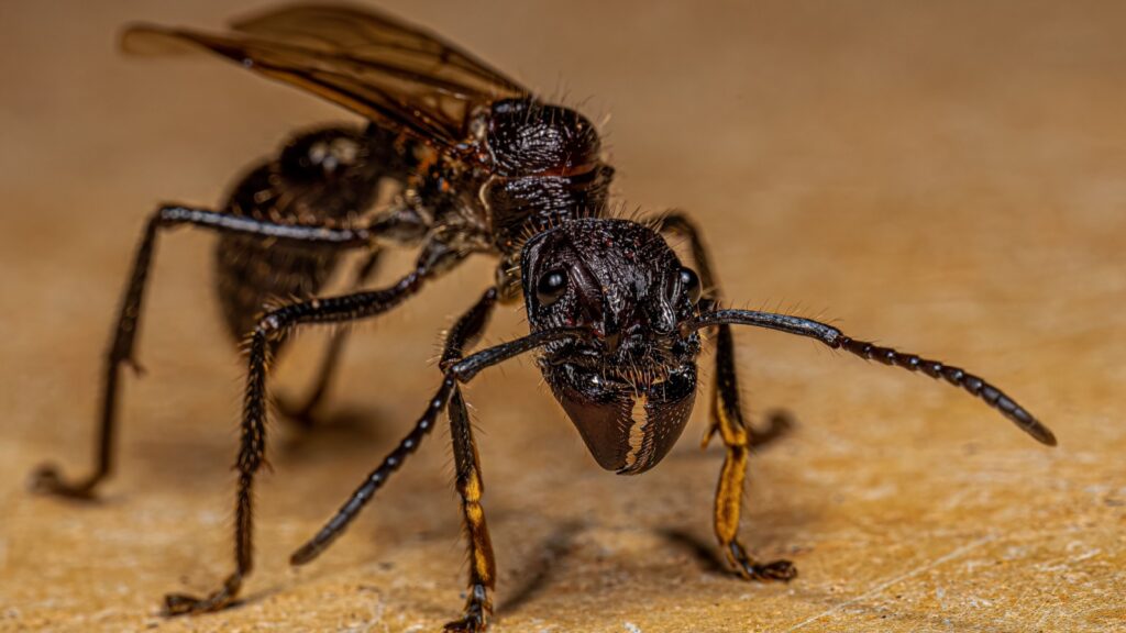 Adult Bullet Ant Queen of the species Paraponera clavata