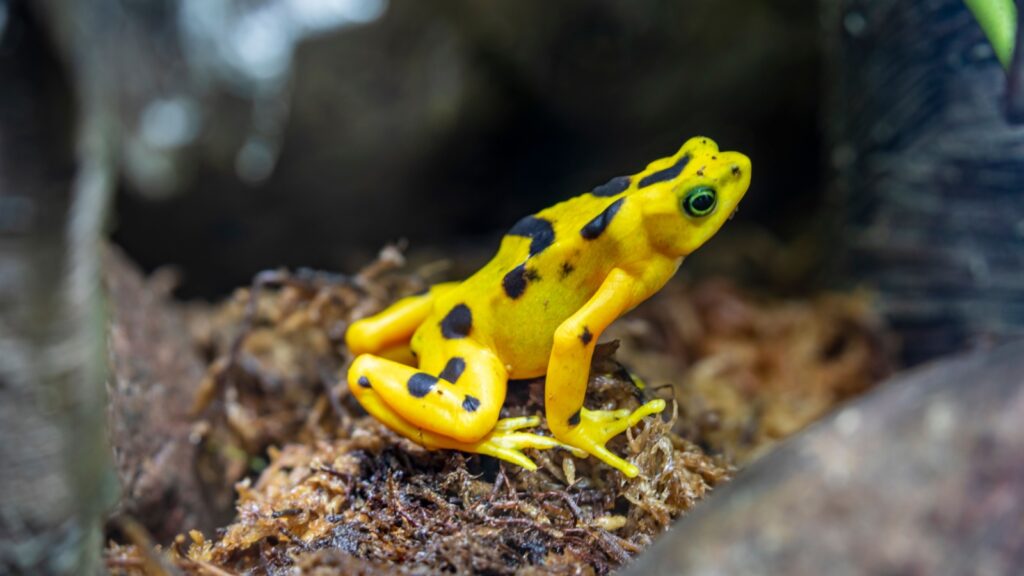 The Panamanian golden frog (Atelopus zeteki) is a species of toad endemic to Panama. inhabit the streams along the mountainous slopes of the Cordilleran cloud forests of west-central Panama.