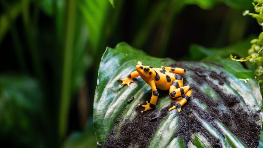 Golden Poison Frog