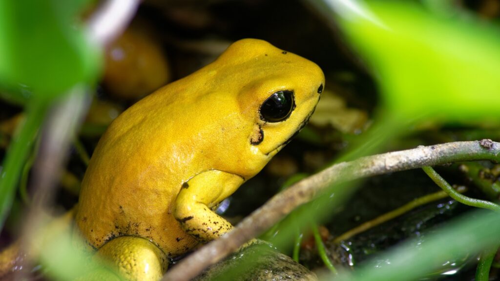 golden poison frog