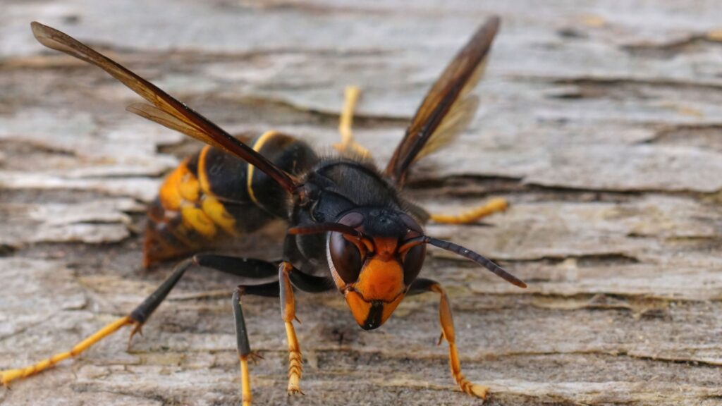 dark colored invasive worker Asian hornet , Vespa velutina 