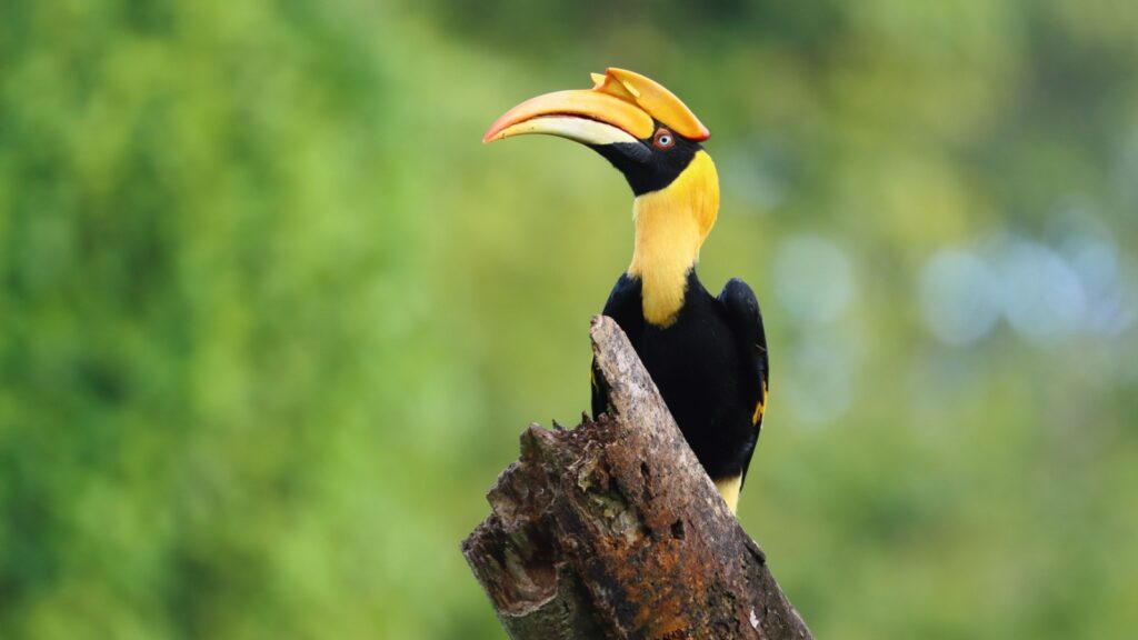 Great Hornbill in the jungle