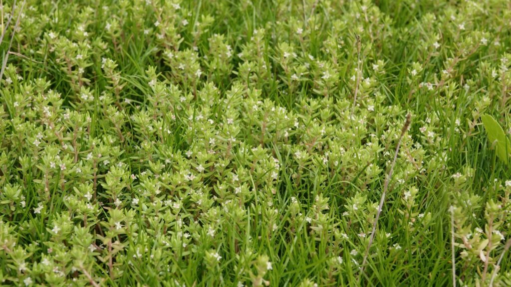 New Zealand Pigmyweed