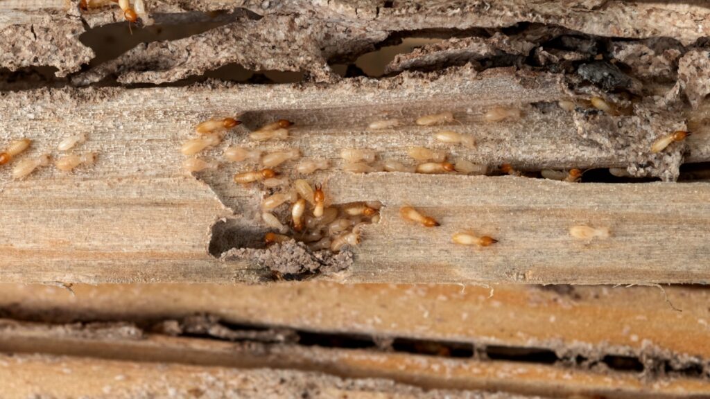 Group of the small termite destroy timber, termites eat wood and destroy buildings