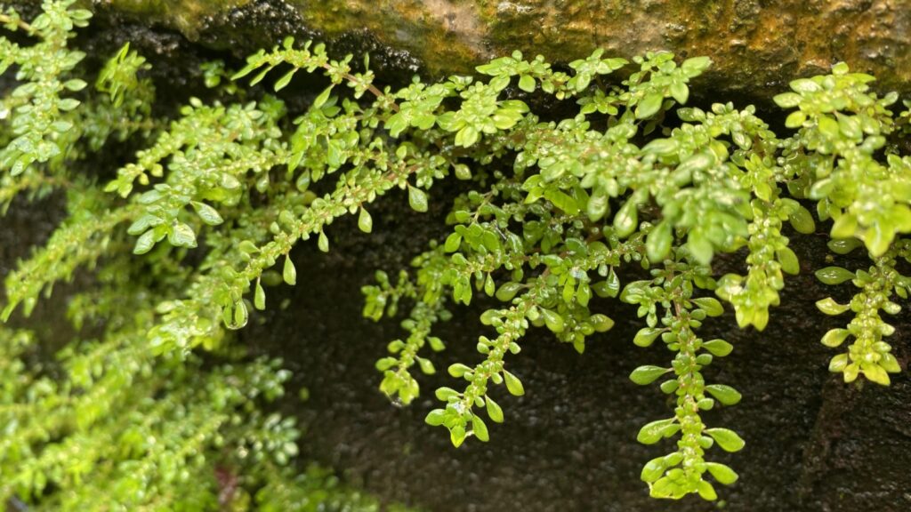 Water Fern