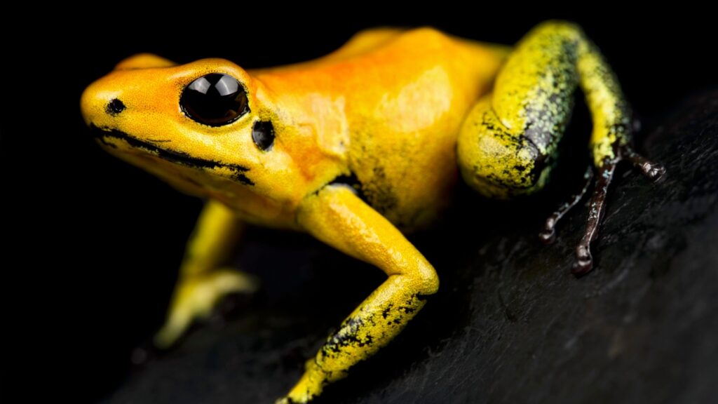 Golden poison frog 