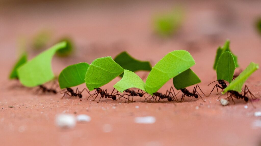 Leaf-cutter ants, Acromyrmex octospinosus, carrying leafs in an ant road