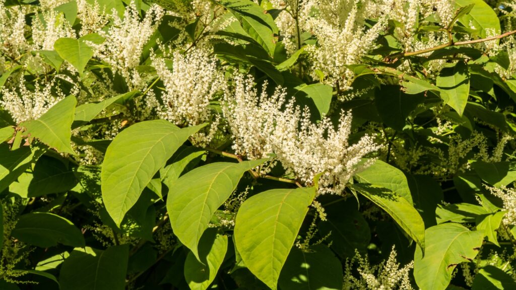 Japanese Knotweed