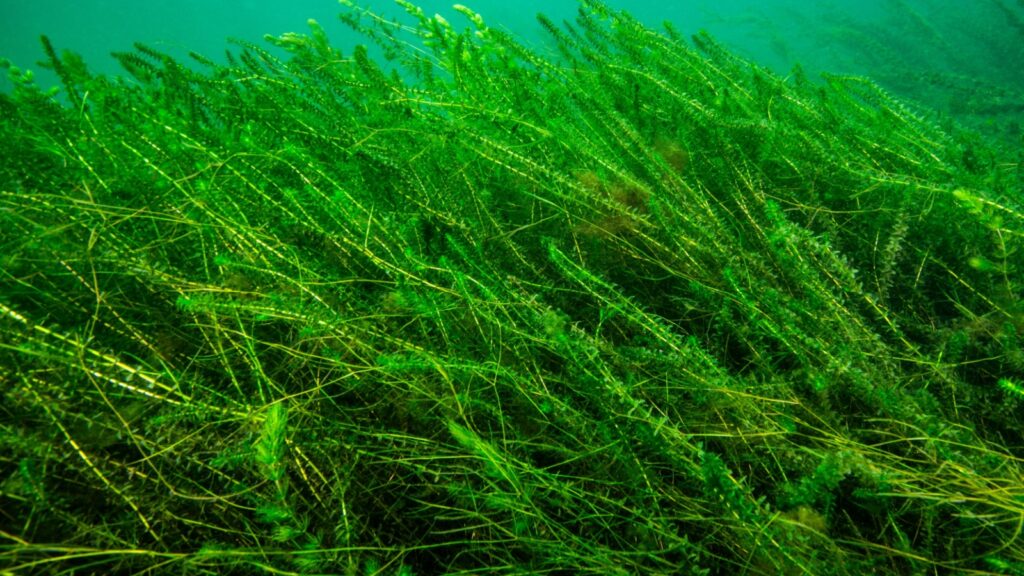 Canadian Waterweed