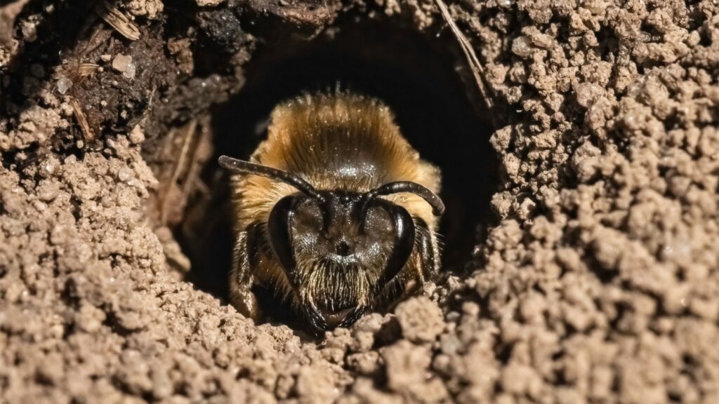 The first native Colletes Cellophane Bee emerging from its unground nest of 2024, a sign that spring has arrived in the Northeast United States