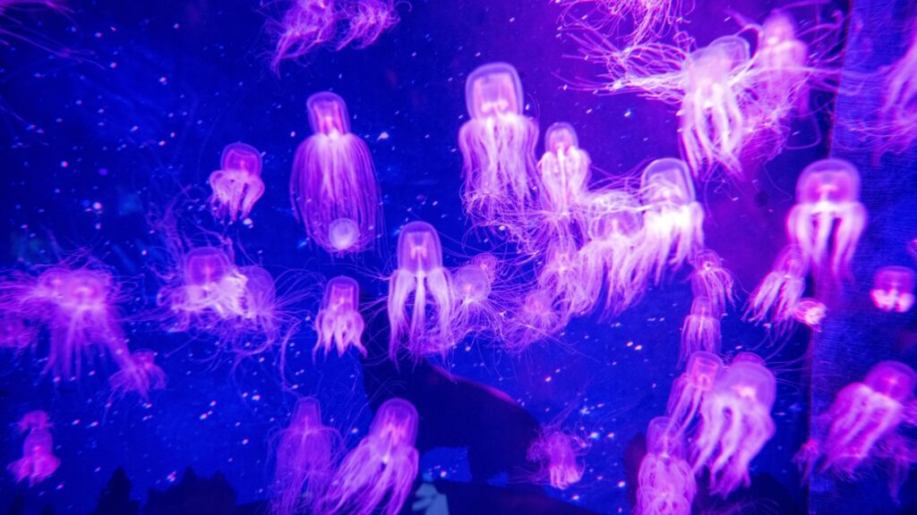 Beautiful colorful poisonous box jellyfish