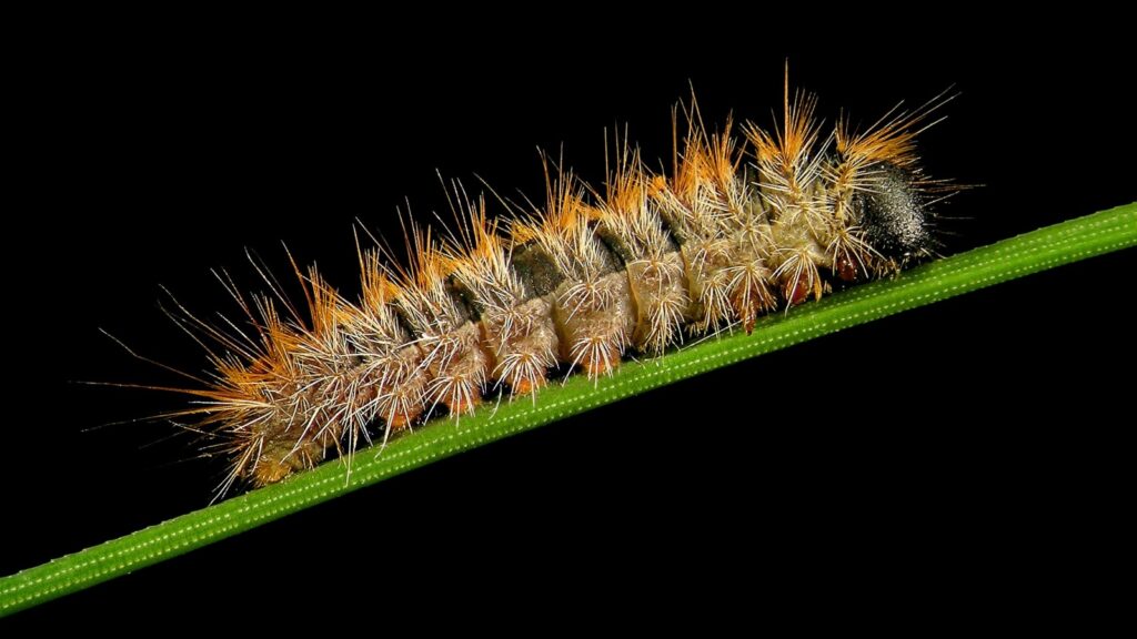 Pine Processionary Moth, caterpillar