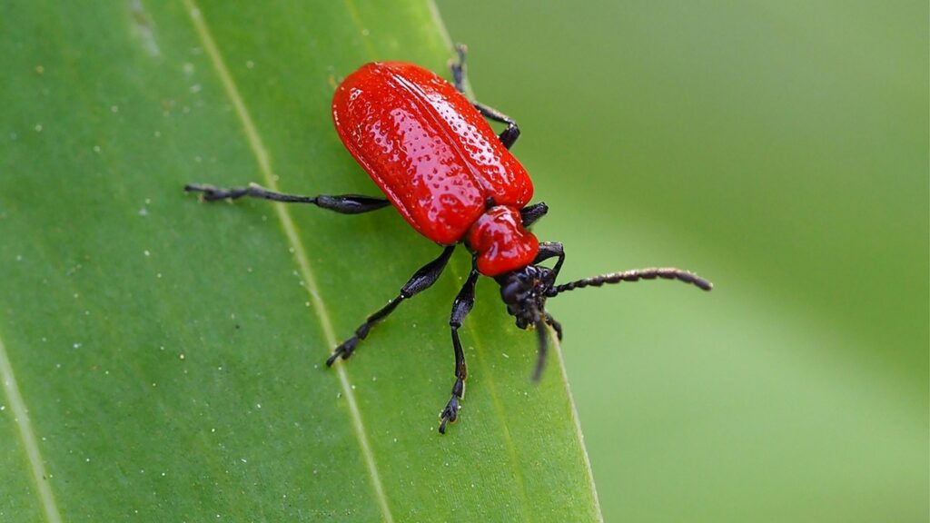 Lily Beetle