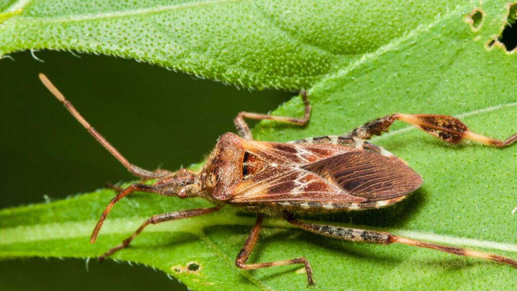 Western Conifer Seed Bug