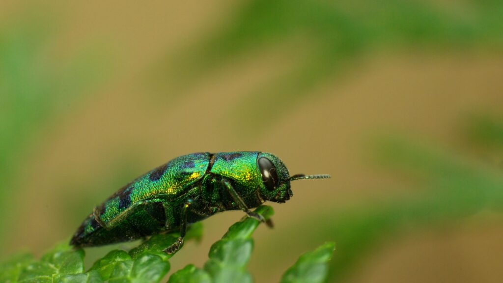 Cypress Jewel Beetle