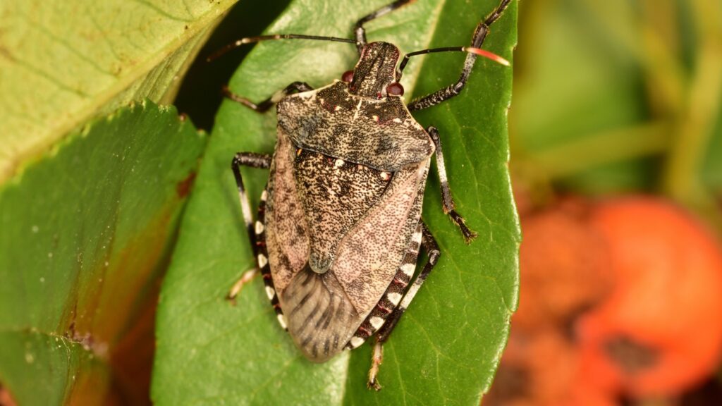 Brown Marmorated Stink Bug