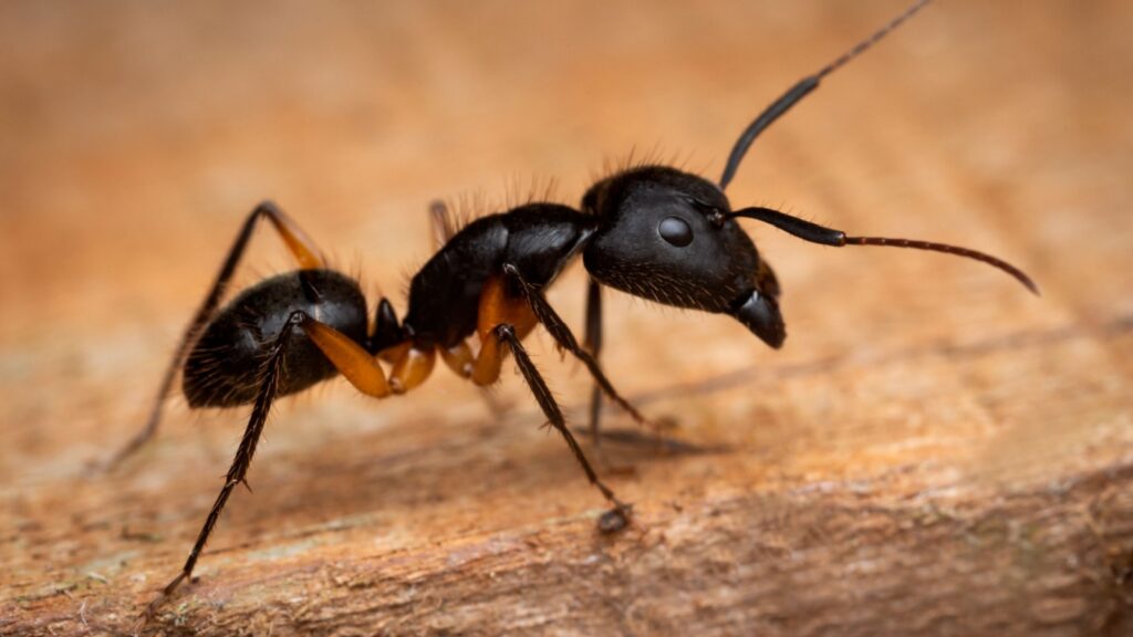 Argentine Ant