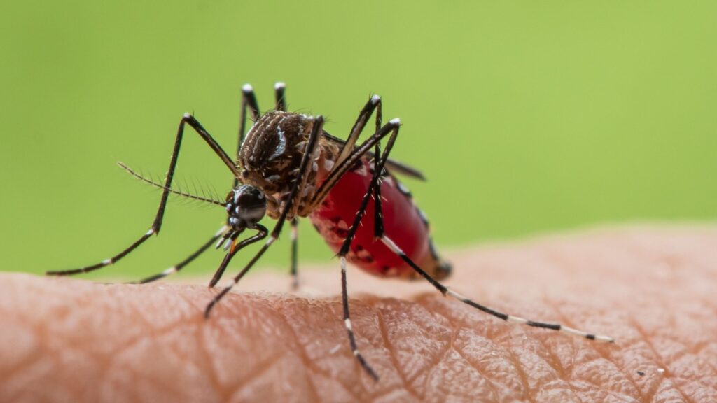 Asian Tiger Mosquito