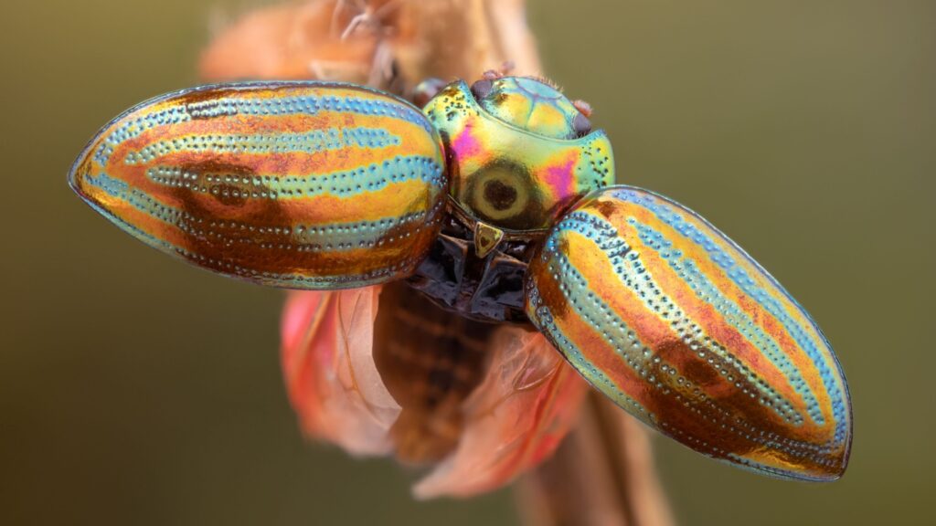 Rosemary Leaf Beetle