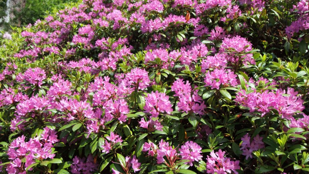 Rhododendron Ponticum